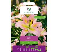 Lilia Hocus Pocus amarilla y rosa, 1 unidad.