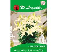 Lilia Ivory Pixie crema 1 unidad.