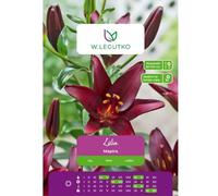 Lilia Mapira burdeos 1 unidad.