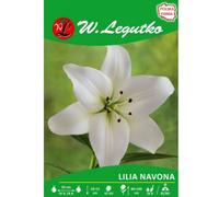 Lilia Navona blanca, 1 unidad.