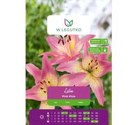 Lilia Pink Pixie rosa 1 unidad.