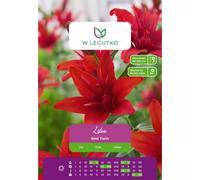 Lilia Red Twin roja, 1 unidad.