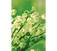 Lilies of the Valley - Journal