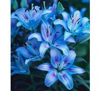 Lilium - Raíces - Emite una delicada fragancia a violetas - Una lilium poco común - De fácil cuidado - Un acento ideal para el jardín - (No es un producto artificial)-2 Raíce-I