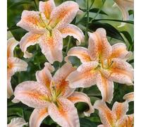 Lilium - Raíces - Emite una delicada fragancia a violetas - Una lilium poco común - De fácil cuidado - Un acento ideal para el jardín - (No es un producto artificial)-10 Raíce-H