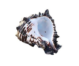 Limtula Conch Conchas Marinas de 3 a 4 Pulgadas, Grandes Conchas Marinas Naturales para Manualidades, Peces de Acuario para Tanques y coleccionistas de Conchas, Decoraciones de Conchas para peceras