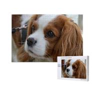 Lindo Cavalier King Charles Spaniel,Rompecabezas de Madera de 1000 Piezas para Adultos y Adolescentes.