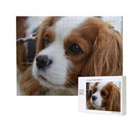 Lindo Cavalier King Charles Spaniel,Rompecabezas de Madera de 500 Piezas, Juego Familiar, Rompecabezas para Adultos, Adolescentes, decoración del hogar