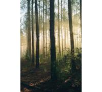 Lined Notebook 6" on 9" - Forest Nature Journal with Sun Rays Cover | 100 Pages for Thoughts, Notes & Writing