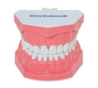 LINGMING Modelo dental para practicar el uso del hilo dental, modelo Typodont, gingiva, demostración anatómica visible, enseñanza, estudio, tamaño estándar