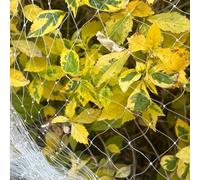 LINSOCLE 3m x 10m Malla Antipalomas, Red Antipajaros, Reutilizable Redes para Pajaros, Adecuado para Huerto, Balcones, Gallinero y AntiGatos