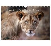 Lions of Southern Africa (Wall Calendar 2026 DIN A4 landscape), CALVENDO 12 Month Wall Calendar: Roar into the Wild - Lions of Africa