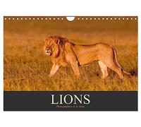 Lions - Photographies de la faune (Calendrier mural 2026 DIN A4 vertical), CALVENDO calendrier mensuel: Fascinants animaux sauvages d'Afrique
