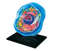 LIOONS Modelo de célula Animal 4d, Modelo de Cuerpo Humano para médicos, Herramienta educativa de Oficina, ensamblaje, Modelos de enseñanza de biología de células Animales