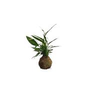 Lirio de la Paz en Kokedama - Planta Natural de Interior by DECOALIVE