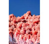 Lisa Barnard You Only Look Once /anglais/allemand: After Nature. Ulrike Crespo Photography Prize 2025