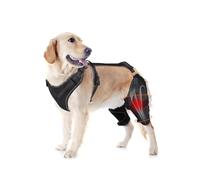 LISPOO Rodillera para perro, soporte de pierna trasera para luxar rótula, ligamento roto, soporte ajustable, envoltura eficaz y calor de las articulaciones, alivio del dolor y mejor recuperación
