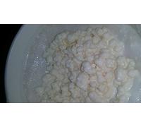 Live Organic Milk Kefir Grains by Priddyfair Nutrition