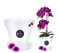 LiveLaif®-Ø12 cm- Maceta Orquidea Traslúdida + Plato Maceta | Maceta Orquidea Transparente | Maceta Plastico | Macetas para Orquídeas Transparente | Macetero Orquidea (1, Ø12 cm)