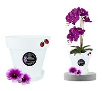 LiveLaif®-Ø17 cm- Maceta Orquidea Traslúdida + Plato Maceta | Maceta Orquidea Transparente | Maceta Plastico | Macetas para Orquídeas Transparente | Macetero Orquidea (1, ⊘17 cm)