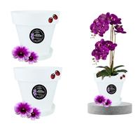 LiveLaif®-2 pcs Ø21 cm- Maceta Orquidea Traslúdida + Plato Maceta | Maceta Orquidea Transparente | Maceta Plastico | Macetas para Orquídeas Transparente | Macetero Orquidea (2, ⊘21 cm)