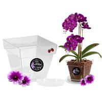 LiveLaif - Maceta Orquidea Transparente Cuadrada 14x14x15 cm + Plato Maceta | Macetas Plastico | Macetas para Orquídeas Transparente | Macetero Orquidea | Elegir Tamaño y Unidades