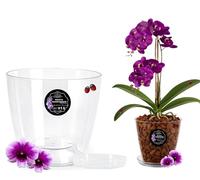 LiveLaif®- Maceta orquidea Transparente Redonda Oval Ø14,5cm + Plato | Maceta Transparente orquidea | Agujeros Drenaje, Efecto Vidrio | Cubremaceta | Hecha en España, Tamaño a Elegir (1, Ø14cm)
