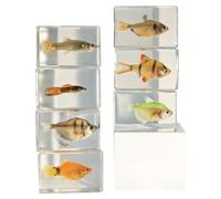 LKYLVEE 7 Piezas de Resina de biología Marina espécimen de Peces colección de taxidermia de Peces para la educación científica y el Adorno de Escritorio,Clear,4cm