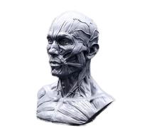 LKYLVEE Anatomía Humana Cráneo Cabeza Músculo Hueso Modelo Mini Tamaño Cabeza Resina Boceto Enseñanza Modelo de Esqueleto para la enseñanza y el Estudio del Dibujo del Artista,Gris,10cm