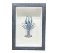 LKYLVEE Azul,10cm, Espécimen De Cangrejo De Río - Especímenes De Animales Marinos - para Decoración del Hogar Decoración De Escritorio Regalo De Cumpleaños