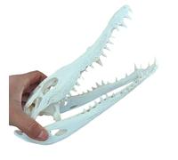 LKYLVEE Espécimen de cráneo de cocodrilo - Hueso de cráneo de cocodrilo Reaplica - Suministros de taxidermia para la educación científica, decoración,Blanca,25cm