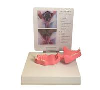 LKYLVEE FelineCat - Modelo de diente transparente para educación veterinaria o oficina veterinaria, decoración de enseñanza, demostración, color rojo