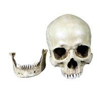 LKYLVEE Modelo anatómico del cráneo de la Cabeza Humana del tamaño Natural - Modelo de la Cabeza del cráneo Adulto Modelo de boceto del Arte del cráneo Humano,Gris