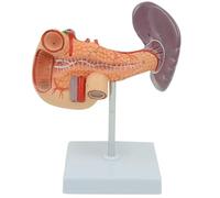 LKYLVEE Modelo de Anatomía de Páncreas y Bazo - Modelo Anatómico de Órgano Humano - Modelo Pancreático, Esplénico y Duodenal para Estudio y Exhibición,Normal,20cm