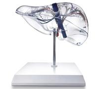 LKYLVEE Modelo de Anatomía del Hígado Humano a Tamaño Natural - Modelo de Segmento de Hígado Transparente - para Exhibición y Enseñanza en Clases de Ciencia,Clear,22cm