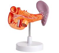 LKYLVEE Modelo de Anatomía del Páncreas y Bazo - Modelo de Páncreas, Bazo y Duodeno - para Estudio, Exhibición y Enseñanza Médica,Flesh,20CM