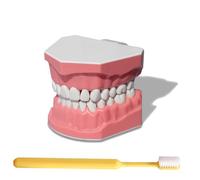 LKYLVEE Modelo de Cepillo de Dientes Dentales - Modelo Dental para Enseñanza del Cepillado de Dientes - Incluye Cepillo de Dientes, Dispositivo de Entrenamiento