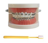 LKYLVEE Modelo de demostración ortodóntica Dental Modelo de Tratamiento de Dientes estándar con Soporte de Metal, Alambre de Arco Explicación del Modelo con Brackets, con Cepillo de Dientes