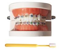LKYLVEE Modelo de demostración ortodóntica Dental Modelo de Tratamiento de Dientes estándar con Soporte de Metal, Alambre de Arco Explicación del Modelo con Brackets, con Cepillo de Dientes