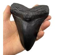 LKYLVEE Modelo de Diente de tiburón de Resina Megalodon - Modelo fósil paleontológico - para decoración de Oficina de Adorno de Tienda de Mesa,Negro,14cm
