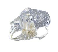 LKYLVEE Modelo de Dientes Canino Felino Perro Gato Tipodonto Oral Modelo de Dientes Transparentes Clínica Veterinaria Diente Anatómico para Clínicas Veterinarias,Rabbit Head