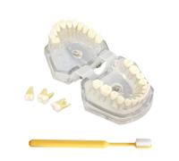 LKYLVEE Modelo de Dientes de Demostración Dental con Todos los Dientes Removibles - Modelo de Cepillo de Dientes - Dispositivo de Entrenamiento para Estudiantes y Pacientes,Clear,80mm