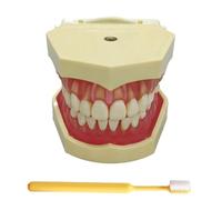 LKYLVEE Modelo de Dientes de Demostración Dental con Todos los Dientes Removibles - Modelo de Cepillo de Dientes - Dispositivo de Entrenamiento para Estudiantes y Pacientes,Natural,80mm