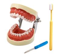 LKYLVEE Modelo de Dientes dentales Tipo tipodonte Removibles 28/32 para Practicar técnicas restaurativas,with 32 Removable Teeth