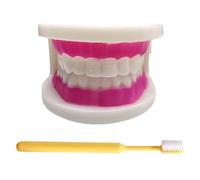 LKYLVEE Modelo de Dientes Estándar - Modelo de Dientes para Educación - Modelo de Dentadura de Adulto Estándar Typodont para Demostración y Exhibición Limpia, Educación