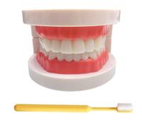 LKYLVEE Modelo de Dientes Estándar - Modelo de Dientes para Educación - Modelo de Dentadura de Adulto Estándar Typodont para Demostración y Exhibición Limpia, Educación
