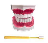 LKYLVEE Modelo de Dientes Estándar - Modelo de Dientes para Educación - Modelo de Dentadura de Adulto Estándar Typodont para Demostración y Exhibición Limpia, Educación
