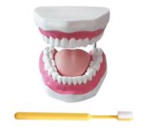 LKYLVEE Modelo de Dientes Estándar - Modelo de Dientes para Educación - Modelo de Dentadura de Adulto Estándar Typodont para Demostración y Exhibición Limpia, Educación