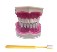 LKYLVEE Modelo de Dientes Estándar - Modelo de Dientes para Educación - Modelo de Dentadura de Adulto Estándar Typodont para Demostración y Exhibición Limpia, Educación