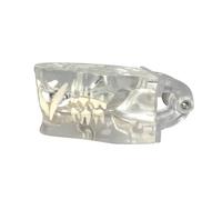 LKYLVEE Modelo de dientes FelineCat transparente para educación veterinaria o oficina veterinaria, decoración demostrada, transparente